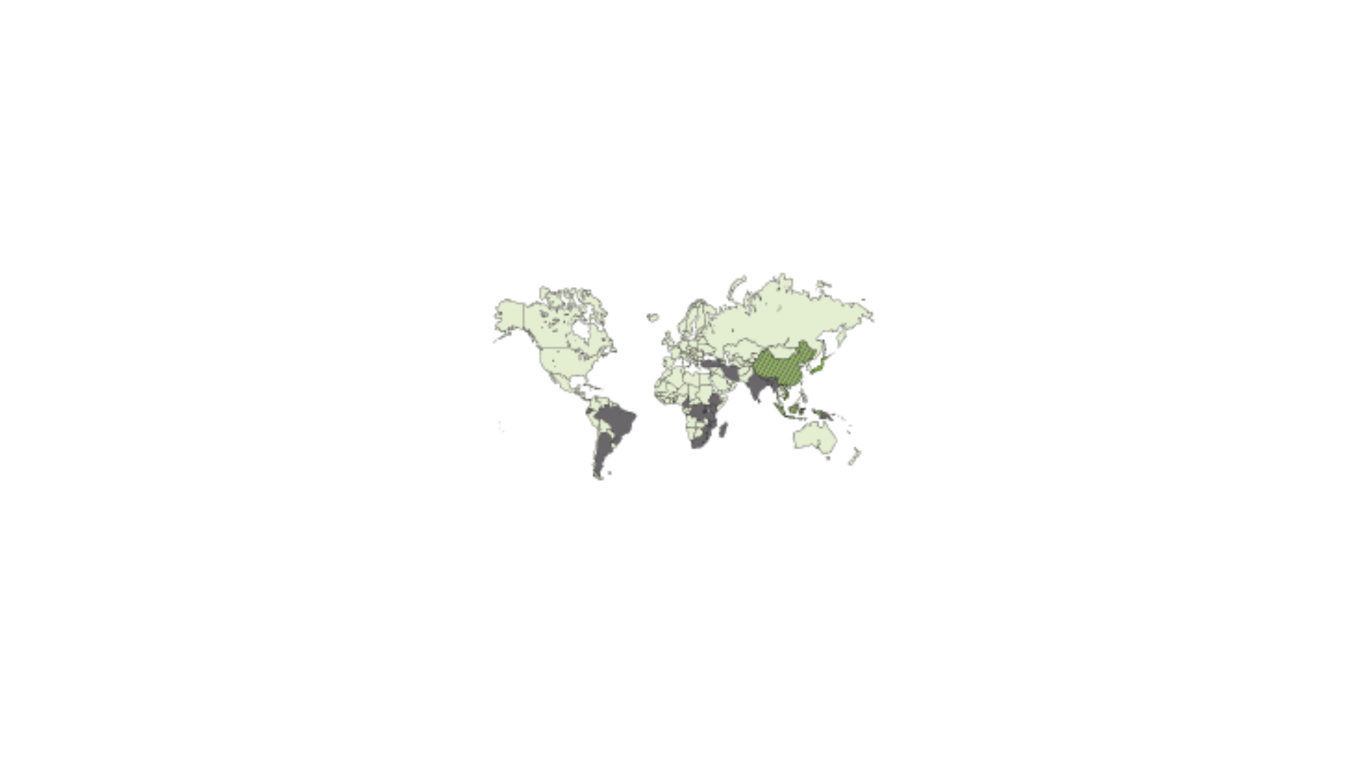 NZ-Tea process and origin